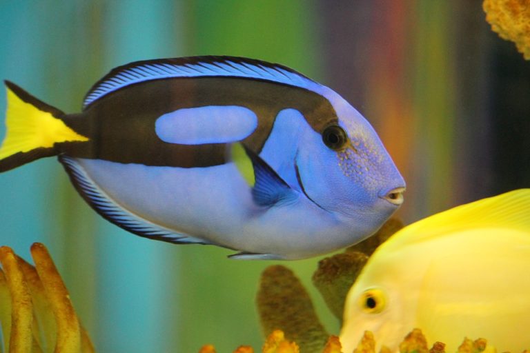 青い体色に黄色い尾びれのナンヨウハギと黄色い海水魚
