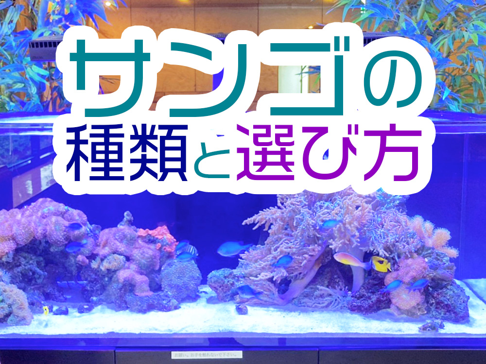 サンゴの種類と選び方!特徴と飼育難易度、育てやすいおすすめサンゴ5選のサムネイル画像