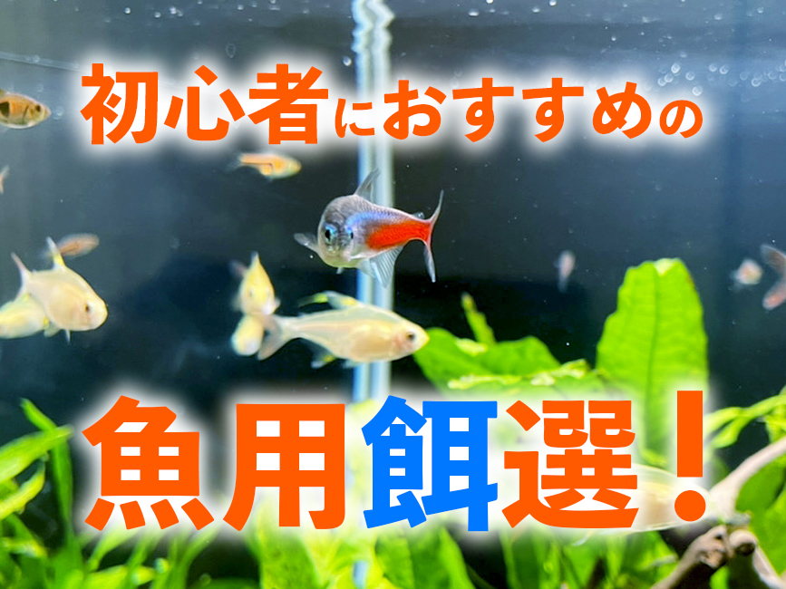 初心者向けの魚用餌12選!はじめてのエサ選びで失敗しないポイントのサムネイル画像