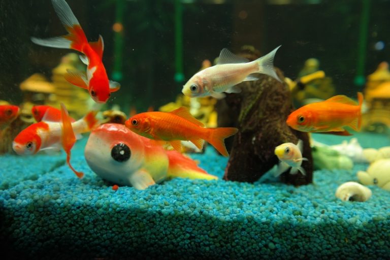 青い砂利の水槽を泳ぐ金魚と魚の置物