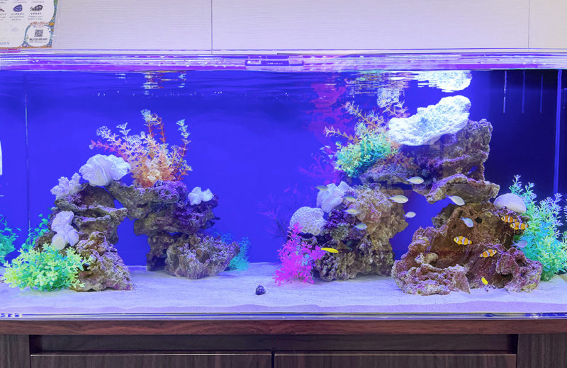 兵庫県 神崎高級工機製作所様 120cm海水魚水槽 レンタル事例 水槽画像3
