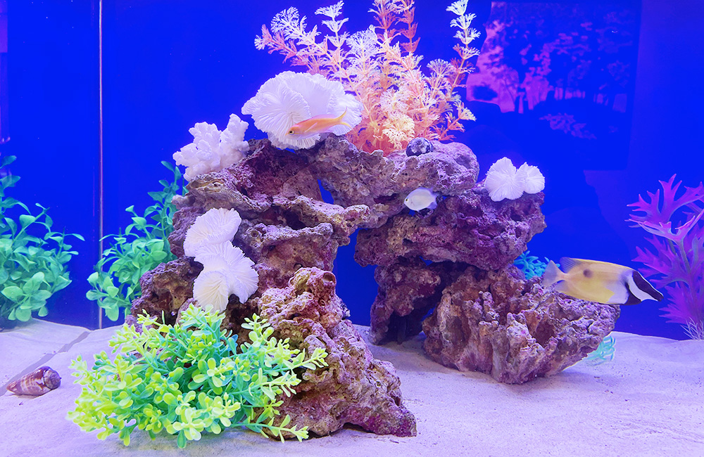 ライブロックとサンゴを配置した海水魚水槽のレイアウト