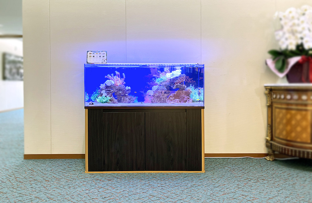 青い照明の海水魚水槽と黒い水槽台の設置風景