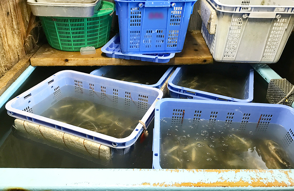 水槽に浮かぶ青いプラスチックカゴと泳ぐ魚の群れ
