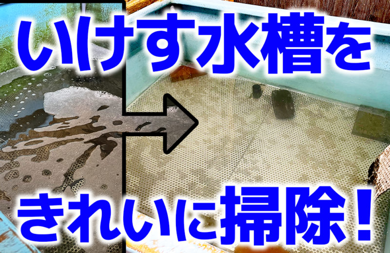 飲食店のいけす水槽を掃除!スポットメンテナンス事例 水槽画像1