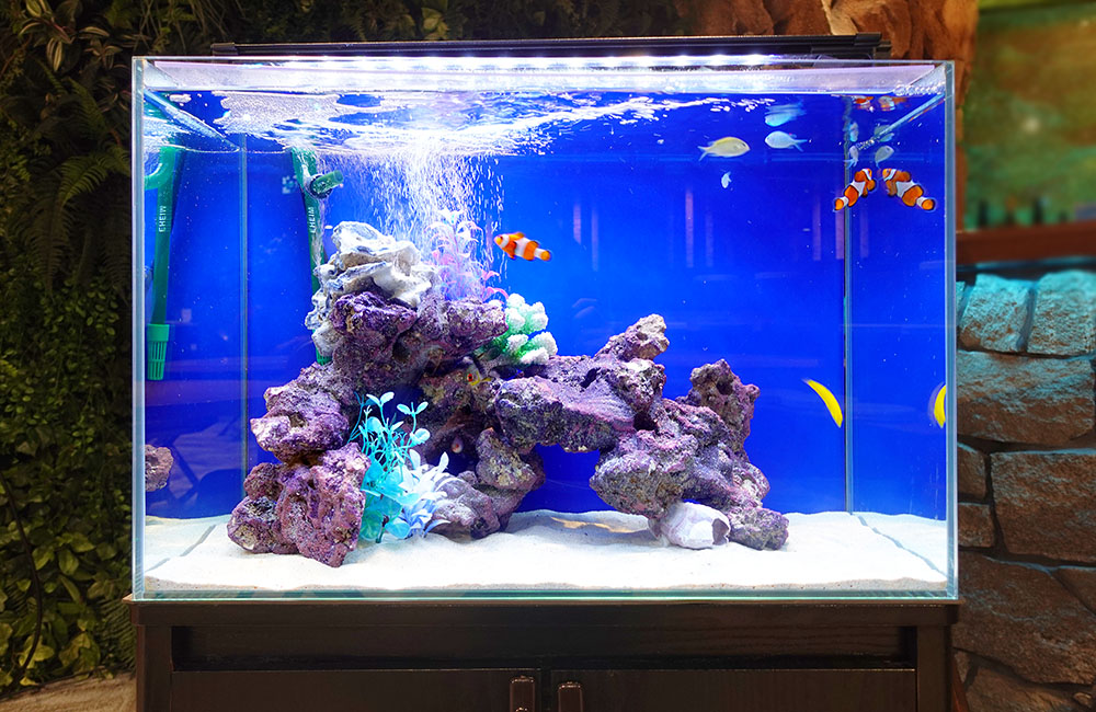 クマノミが泳ぐ青い背景の海水魚水槽とライブロック