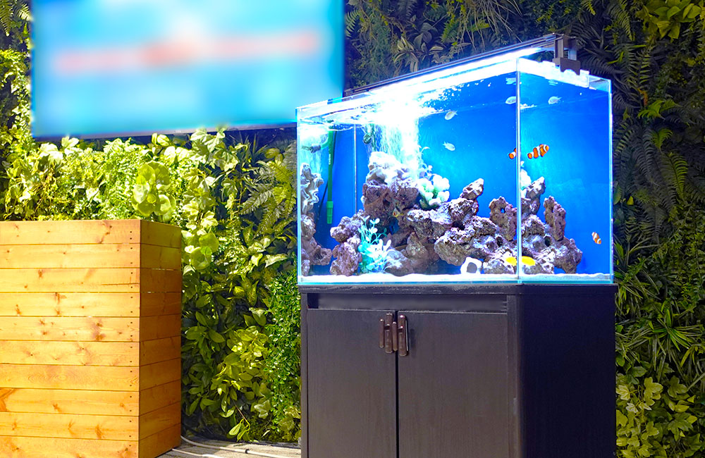 撮影に海水水槽を短期レンタル!オフィスの60cm水槽事例
