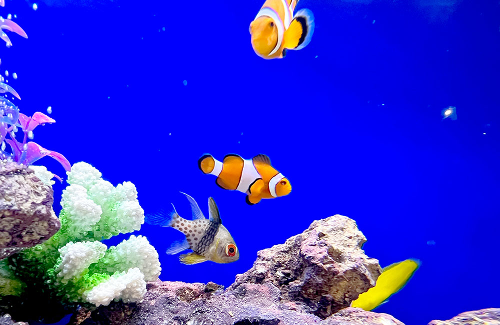 青い背景の水槽を泳ぐクマノミと海水魚とサンゴ岩