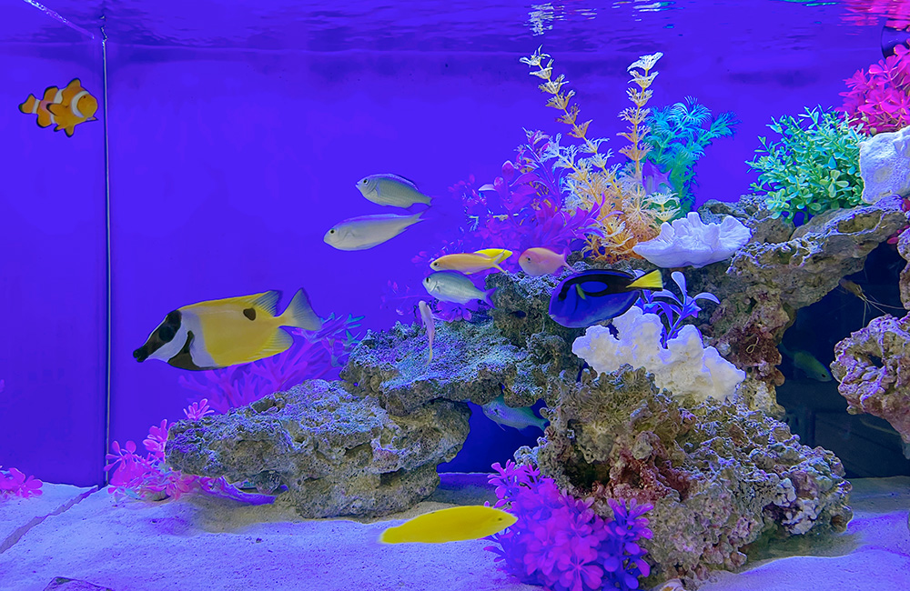 青い照明の海水魚水槽を泳ぐカクレクマノミと熱帯魚群