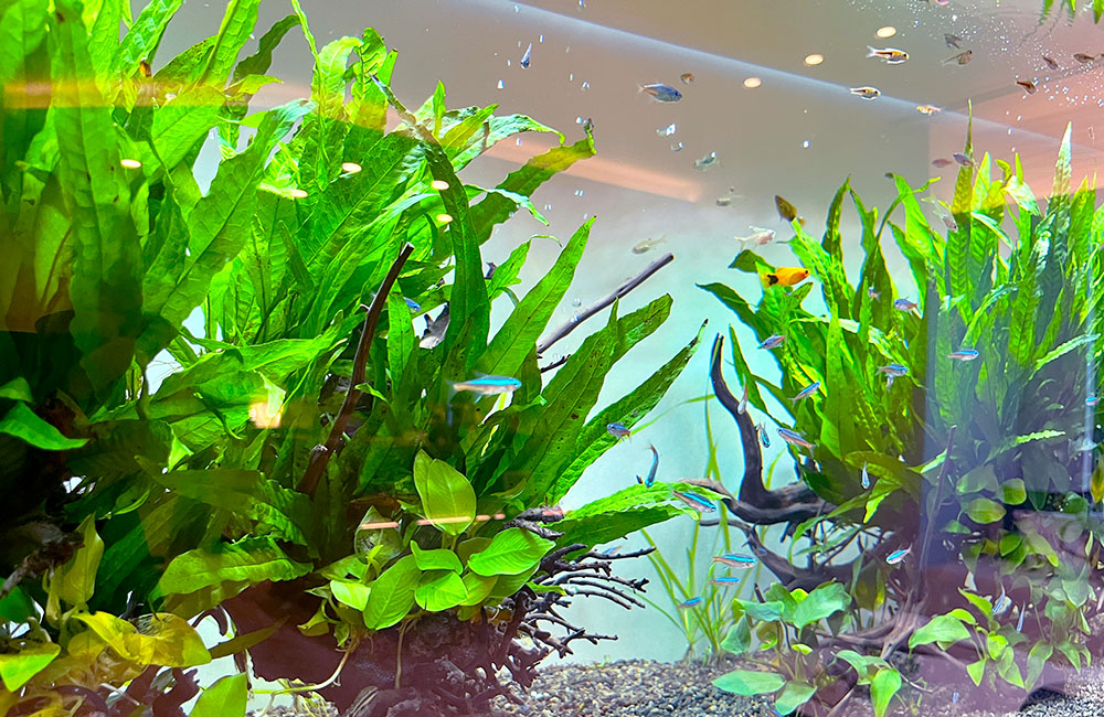 水草と流木の間を泳ぐネオンテトラの仲間と小型熱帯魚