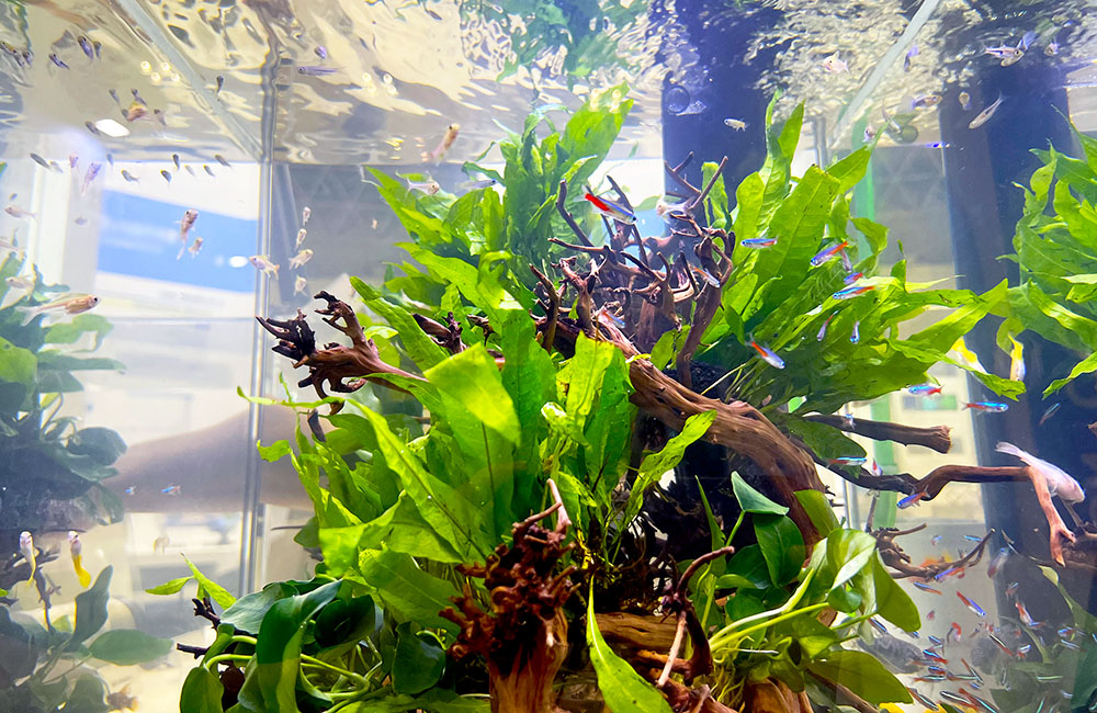 流木に活着した水草と泳ぐネオンテトラの仲間たち