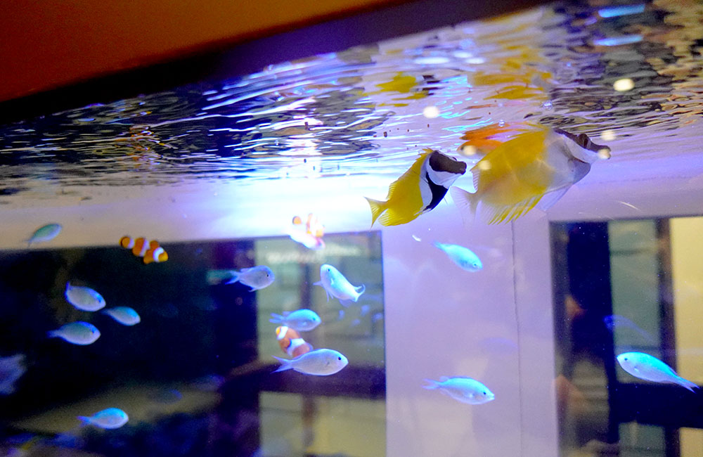 水面付近を泳ぐ黄色い海水魚と青い小魚の群れ