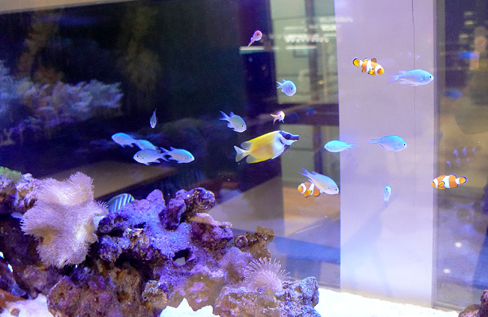 海水魚とサンゴが泳ぐ大型マリンアクアリウムの水槽内景