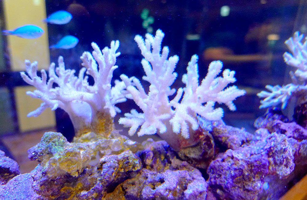 ライブロックに配置された白いサンゴと泳ぐ青い熱帯魚