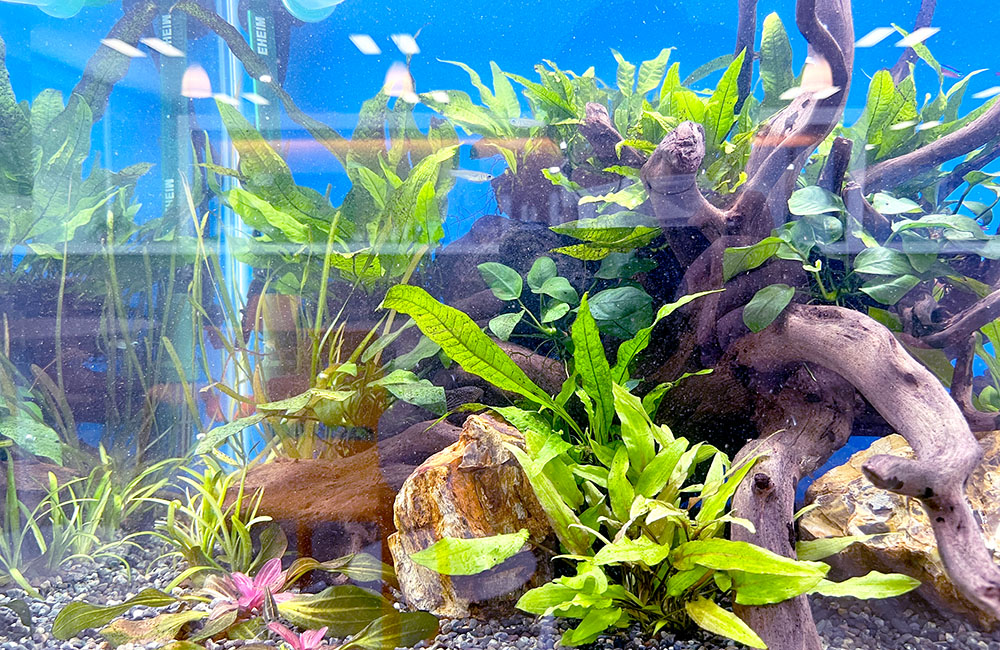 流木と石を配置した水草レイアウト水槽の景観