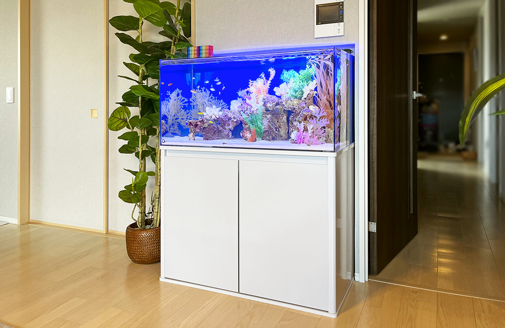 アクセサリーと海水魚でカラフルに仕上げました