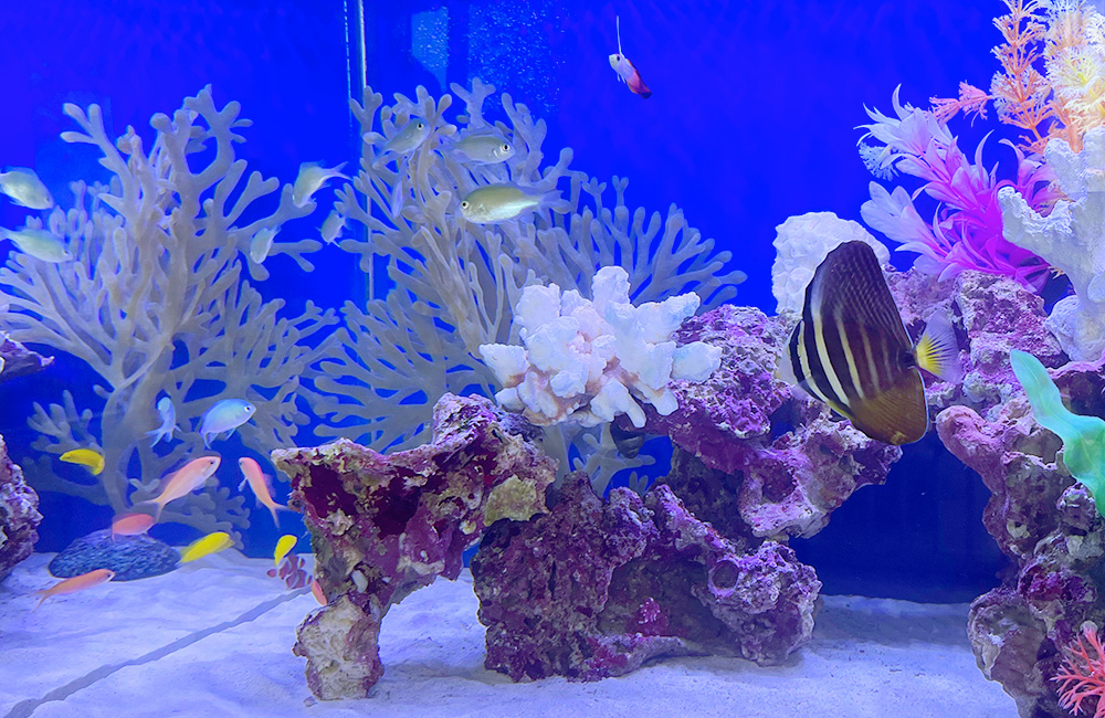 サンゴ模型と海水魚が泳ぐ青い背景のマリンアクアリウム