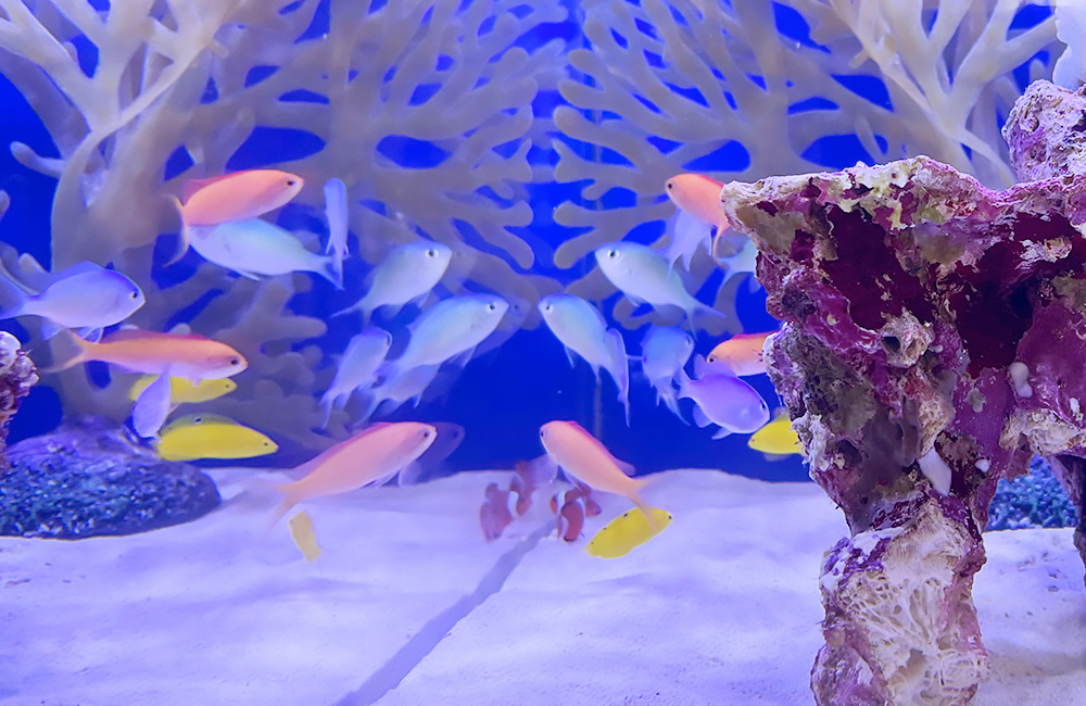 サンゴ模型と海水魚が泳ぐ青い背景の海水水槽内観