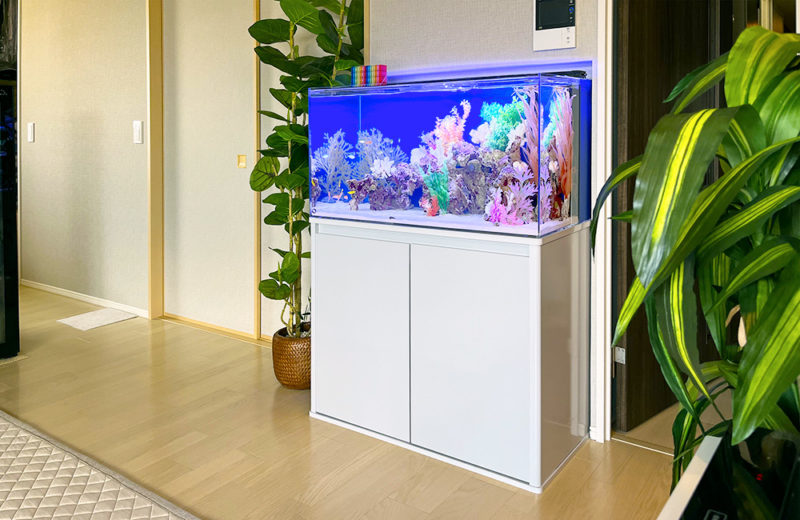 大阪府 企業様の事務所に設置 90cm海水魚水槽 レンタル事例 水槽画像5