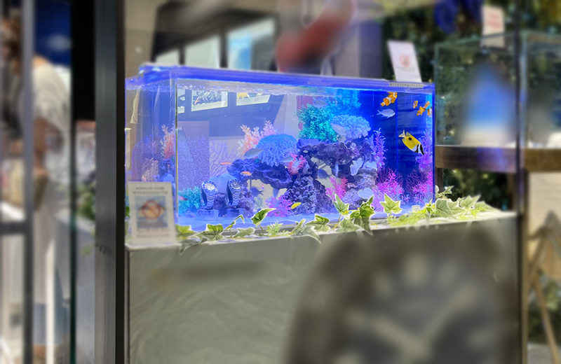 大阪府 商業施設のブランド専門店に設置 90cm海水魚水槽 短期レンタル事例 水槽画像3