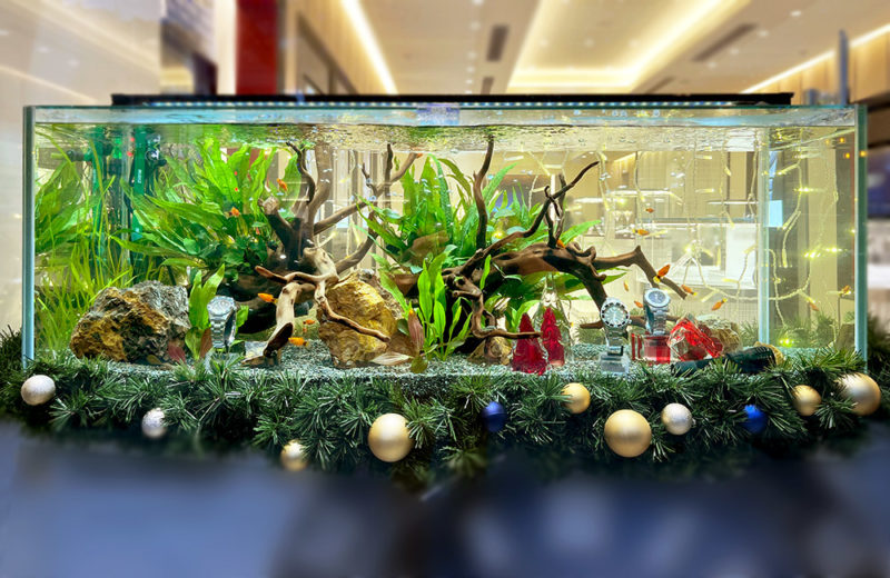 大阪府 ブランド専門店に設置 120cm淡水魚水槽 短期レンタル事例 水槽画像2