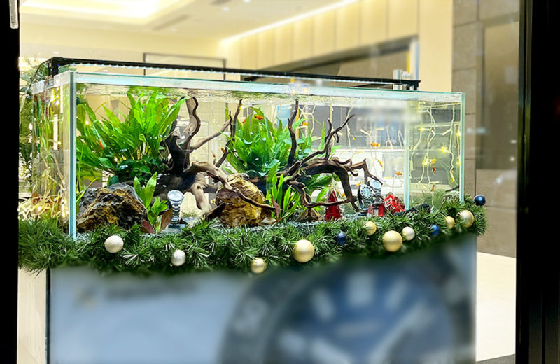 大阪府 ブランド専門店に設置 120cm淡水魚水槽 短期レンタル事例 水槽画像1