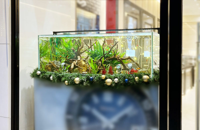 大阪府 ブランド専門店に設置 120cm淡水魚水槽 短期レンタル事例 水槽画像4