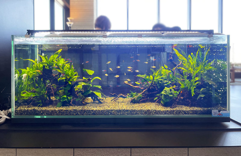東京都 三井ガーデンホテル五反田様に設置 120cm淡水魚水槽 短期レンタル事例 水槽画像2