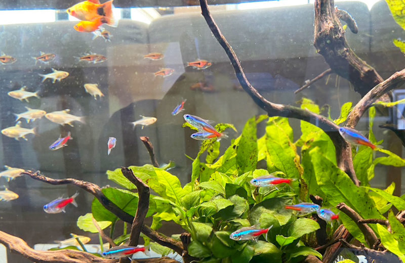 東京都 三井ガーデンホテル五反田様に設置 120cm淡水魚水槽 短期レンタル事例 水槽画像4