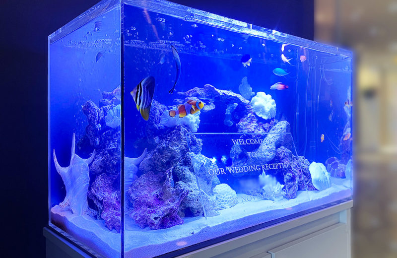 60cmウェルカム水槽 短期レンタル事例 水槽画像3