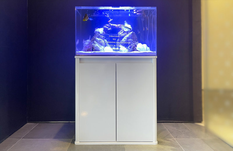 60cmウェルカム水槽 短期レンタル事例 水槽画像2