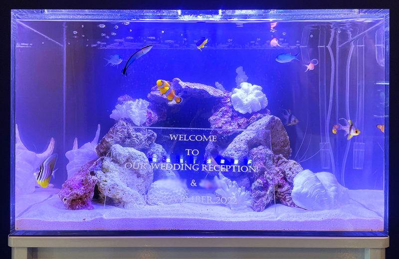 60cmウェルカム水槽 短期レンタル事例 水槽画像1