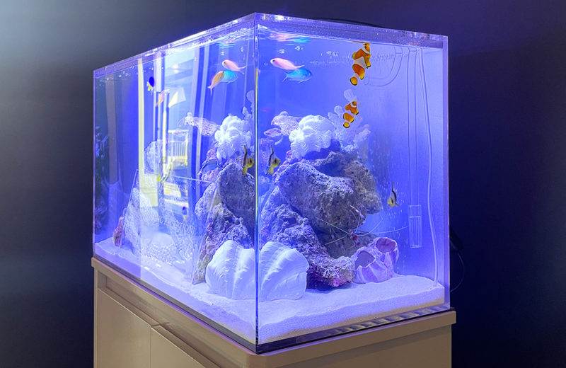 60cmウェルカム水槽 短期レンタル事例 水槽画像5