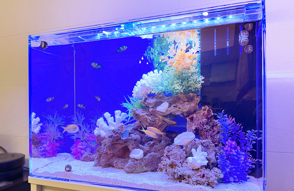 大阪府 自宅・個人宅様 60cm海水魚水槽 レンタル事例のサムネイル画像