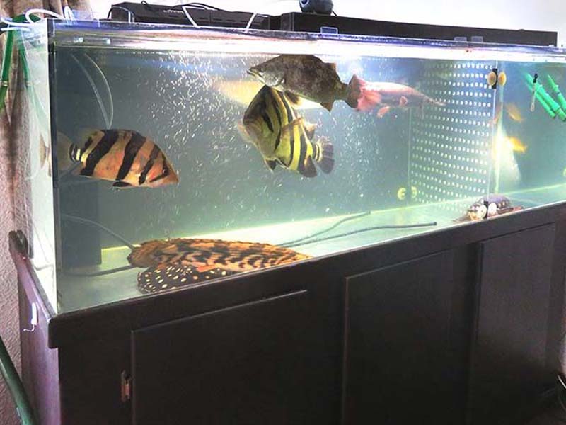 大型熱帯魚が泳ぐ黒い水槽台付きの大型水槽