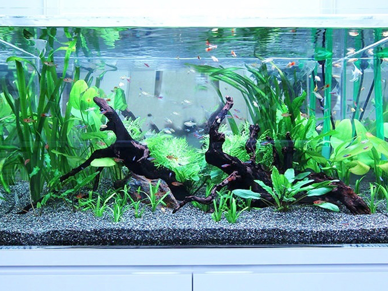 流木と水草を配置した水槽内を泳ぐグッピーや小型魚群