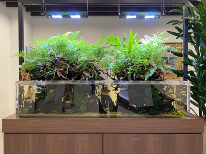シダ植物が茂る大型アクアテラリウム水槽と照明器具