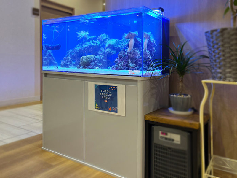 青い照明の海水魚水槽と白い水槽台の設置風景