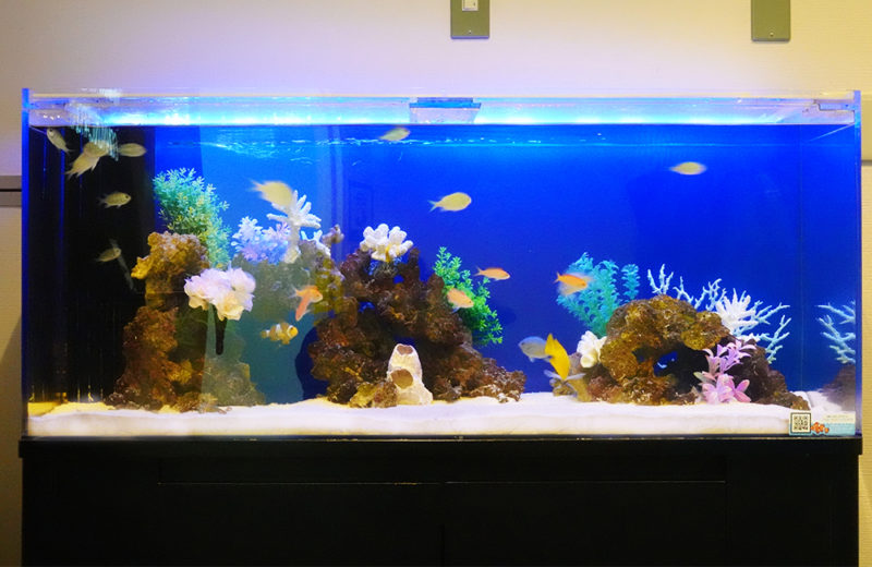 品川区 企業様 オフィス出入口に設置 120cm海水魚水槽 レンタル事例 水槽画像3