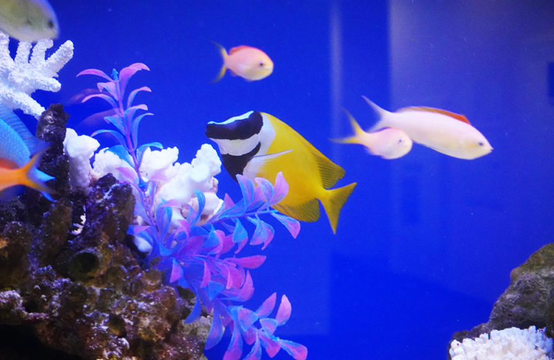 品川区 企業様 オフィス出入口に設置 120cm海水魚水槽 レンタル事例 水槽画像4