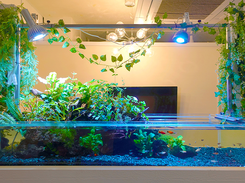 植物が茂るアクアテラリウム水槽と泳ぐ小型魚の群れ