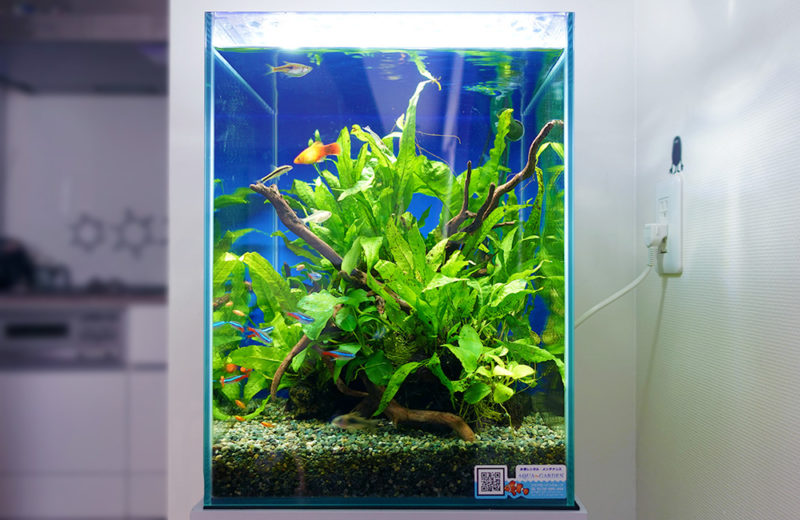 東京都 ご自宅に設置 30cm淡水魚水槽 レンタル事例 水槽画像1