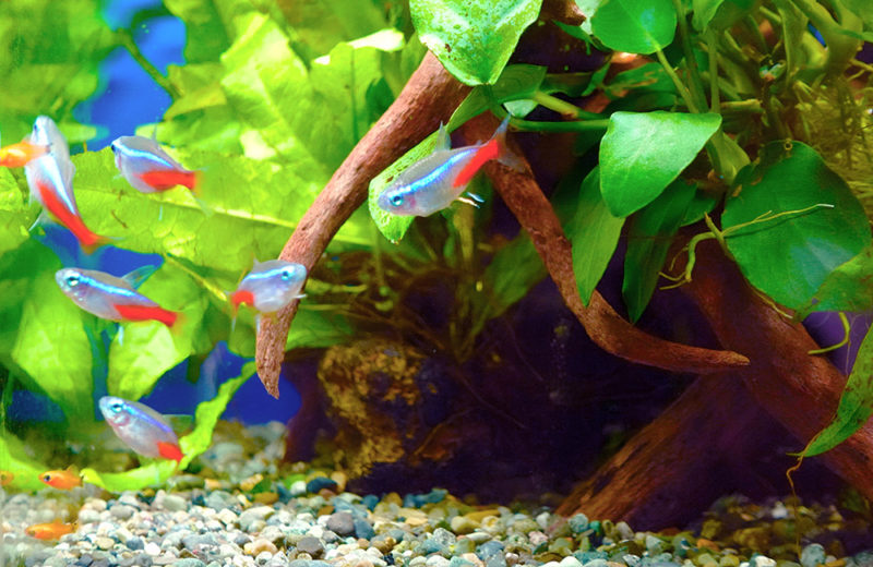 水草と流木の間を泳ぐネオンテトラの仲間と小型熱帯魚