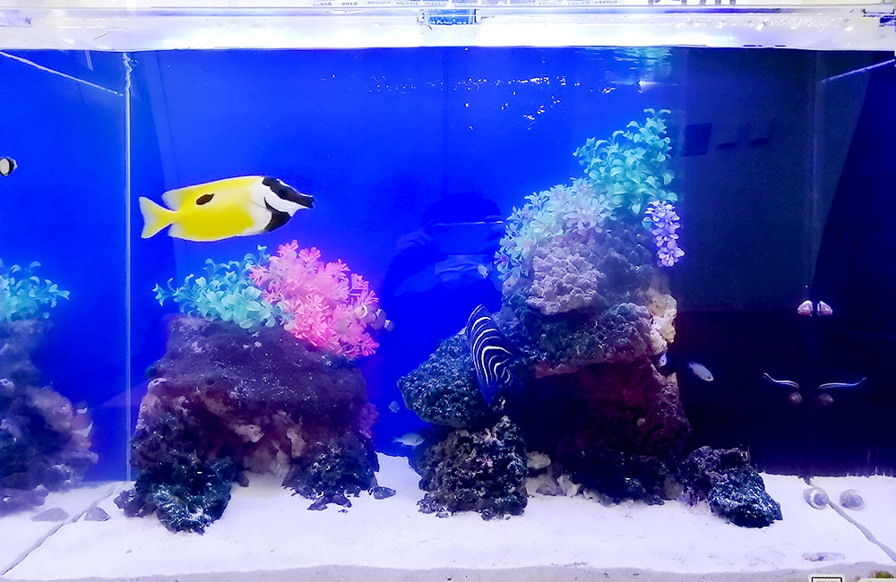 黄色い海水魚とサンゴを配置した青い背景の海水魚水槽