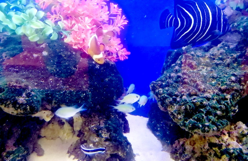 東京都 クリニック 90cm海水魚水槽 レンタル事例 水槽画像5