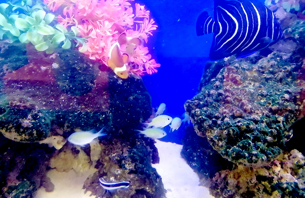 岩礁を泳ぐクマノミやヤッコ等の海水魚とピンクの人工水草