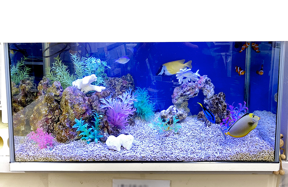 海水魚と造花が泳ぐ青い背景のレンタル水槽