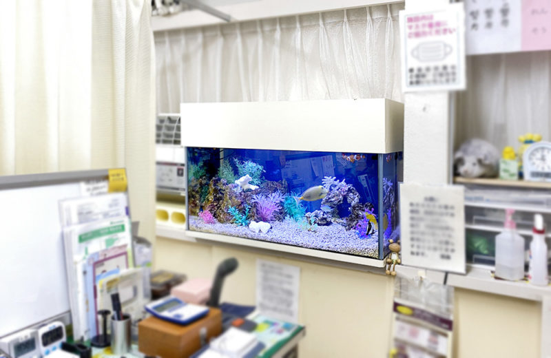 神奈川県 内科クリニック様 90cm海水魚水槽 メンテナンス事例 水槽画像５