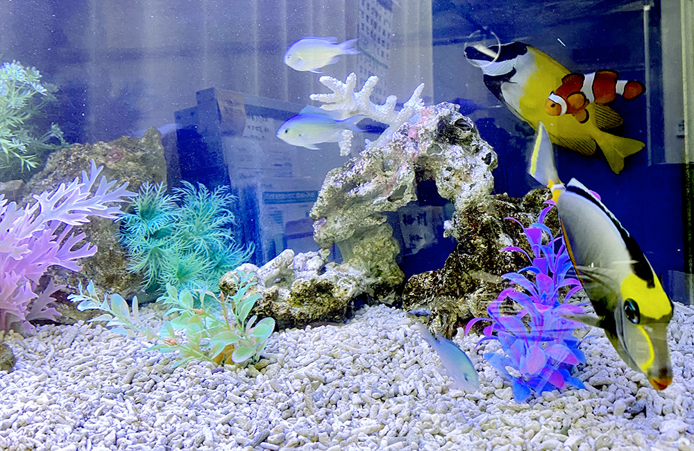 海水魚と人工水草を配置したサンゴ砂の海水水槽