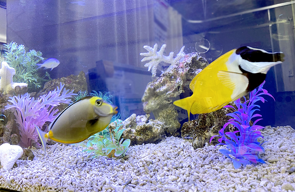 海水魚と人工水草を配置したサンゴ砂の海水水槽